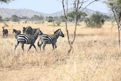 DSC_3437 (Large).JPG